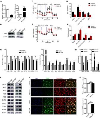 ING2 Controls Mitochondrial Respiration via Modulating MRPL12 Ubiquitination in Renal Tubular Epithelial Cells